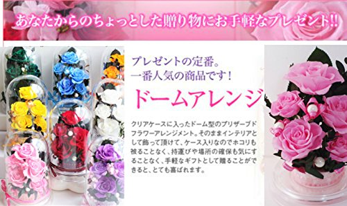 Amazon｜青い花 就職祝い 誕生日 記念日 奇跡 青い薔薇 ブルードーム